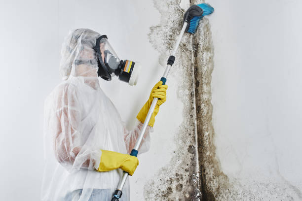 Best Office Mold Removal Services  in Cameron, WI