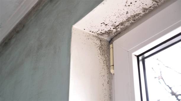 Best Residential Mold Removal  in Cameron, WI