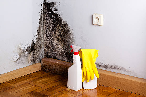 Best Office Mold Removal Services  in Cameron, WI