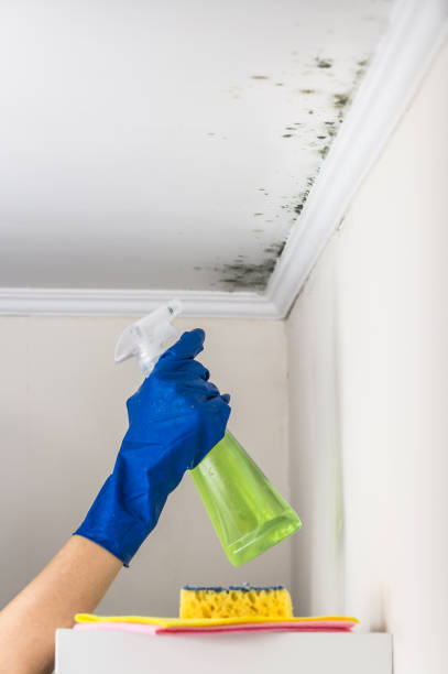 Best Black Mold Removal  in Cameron, WI
